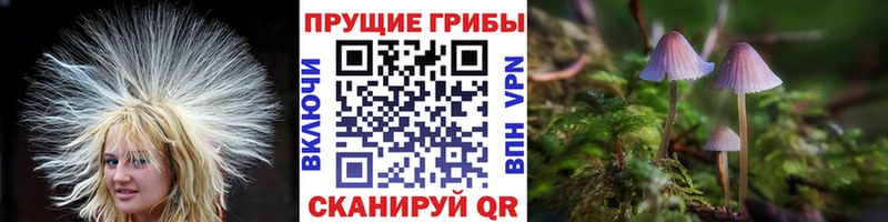 купить наркотики сайты Пенза Псилоцибиновые грибы GOLDEN TEACHER
